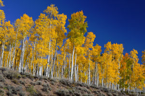 Utah state tree