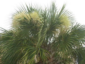 South Carolina state tree