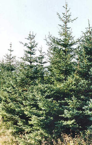 Alaska State Tree: Sitka Spruce