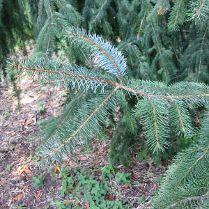 Alaska State Tree: Sitka Spruce