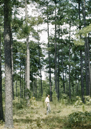 Alabama State Tree: Southern Longleaf Pine