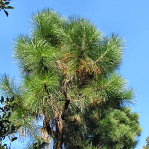 Alabama State Tree: Southern Longleaf Pine