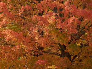 New York state tree