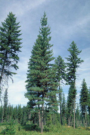 Idaho State Tree: White Pine