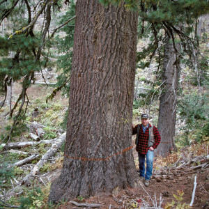 Idaho State Tree: White Pine