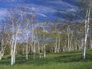 New Hampshire state tree