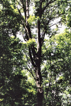 Illinois State Tree: White Oak