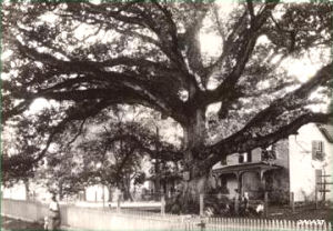 Maryland state tree