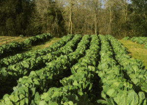 South Carolina state vegetable