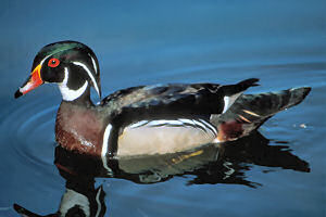 Mississippi state waterfowl