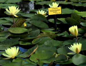 Texas state waterlily