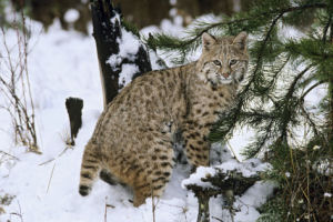 New Hampshire state wildcat