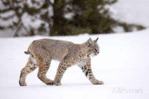 New Hampshire state wildcat