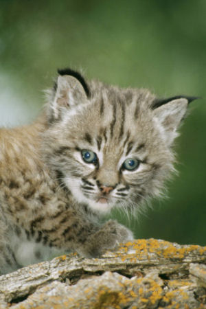 New Hampshire state wildcat