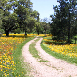 Florida state wildflower