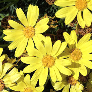 Florida state wildflower