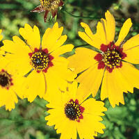 Florida state wildflower