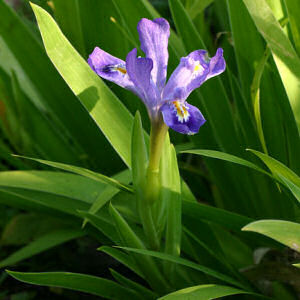 Michigan state wildflower