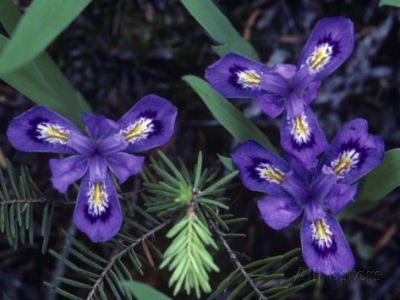 Michigan state wildflower