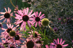 Tennessee state wild flower