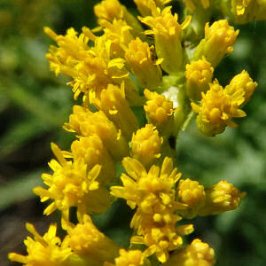 South Carolina state wildflower