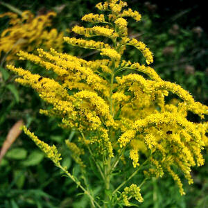 South Carolina state wildflower