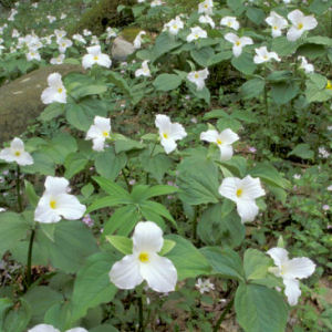 Ohio state wildflower