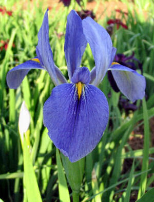 Louisiana state wildflower