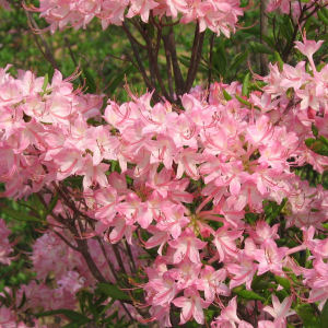 Georgia state wild flower