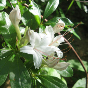 Georgia state wild flower