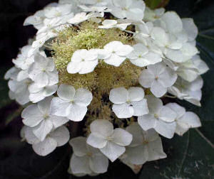 Alabama state wildflower