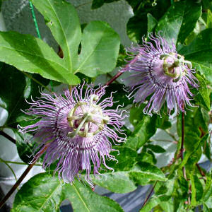 Tennessee state wild flower