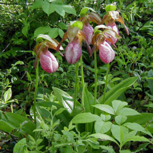 New Hampshire state wildflower