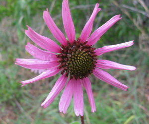 Tennessee state wild flower